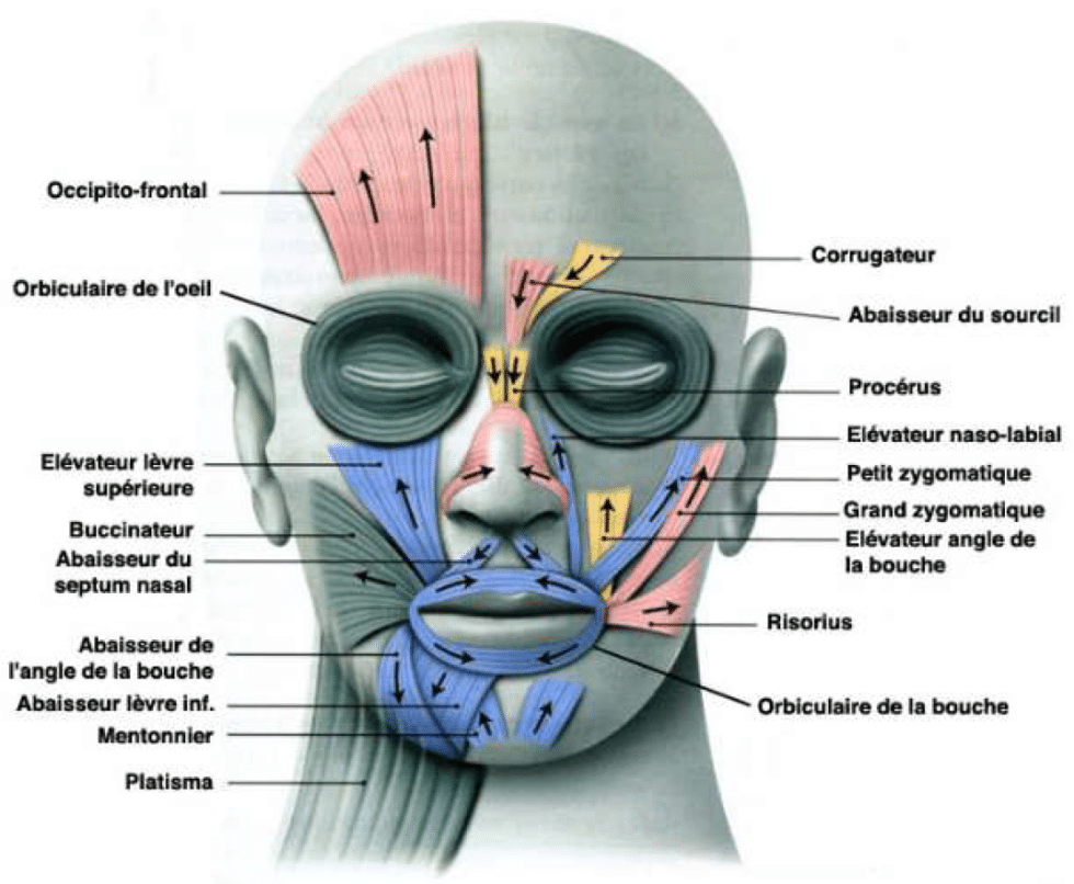 Sourire Gingival, Impaction Maxillaire Paris Dr Loncle